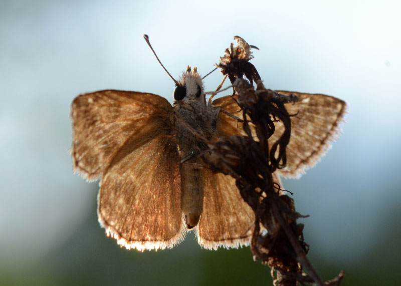 Erynnis tages ?